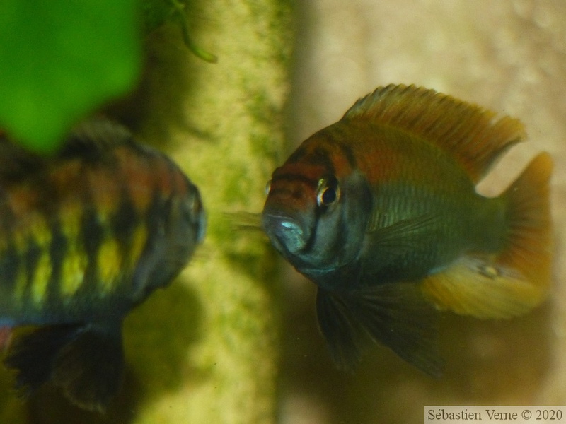 Provocation entre H. sp. "Tomato" et H. sp. "Flameback"