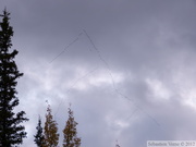 Migration des Grues du Canada