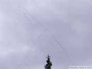 Migration des Grues du Canada