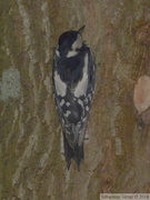 Dendrocopos major, Great spotted woodpecker, Pic Epeiche