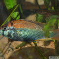 Haplochromis sp. "Flameback" Ouganda, mâle