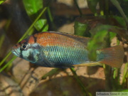 Haplochromis sp. "Flameback" Ouganda, mâle