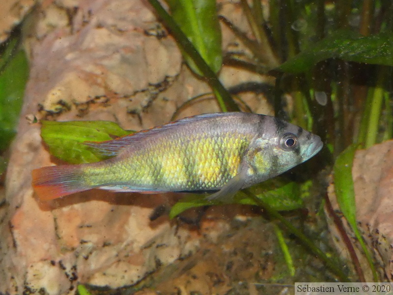 Haplochromis sp. "Tomato" mâle dominant stressé