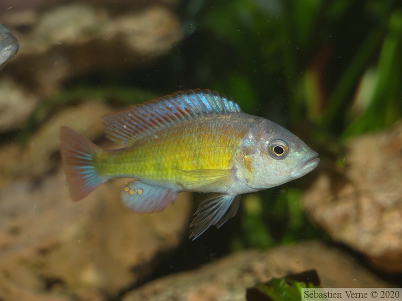 Haplochromis sp. "Tomato" mâle dominé