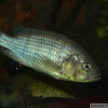 Astatoreochromis alluaudi Mwanza, mâle