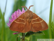 Macrothylacia rubi, Bombyx de la ronce, mâle