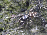 Salticus scenicus