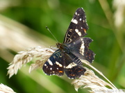 Araschnia levana, Carte Géographique