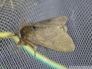 Calliteara pudibunda var. concolor, mâle