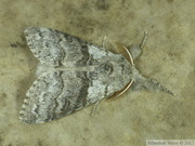 10387 Calliteara pudibunda