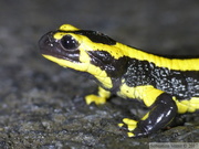 Salamandra salamandra terrestris