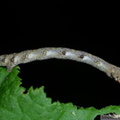 Phigaliohybernia aurantiaria/aurantiaria, chenille