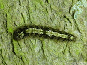 Eilema depressa, chenille