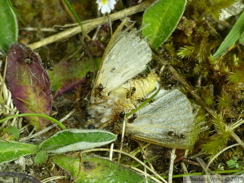 Pudibonde dévorée par des fourmis