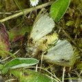 Pudibonde dévorée par des fourmis