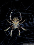 Araneus angulatus