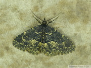 Boletobiinae