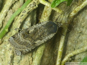 Noctua pronuba