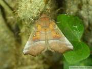 Scoliopteryginae