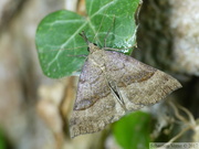 Hypena proboscidalis