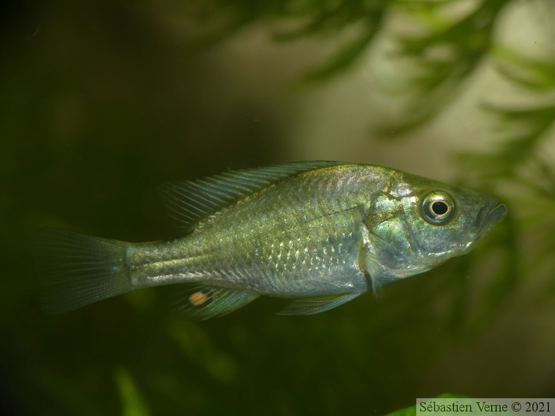 Haplochromis orthostoma, juvénile (~3cm)