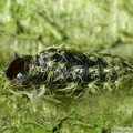 Lymantria monacha, exuvie de la chrysalide
