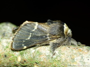 Poecilocampa populi