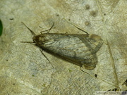 Alsophila aescularia, mâle