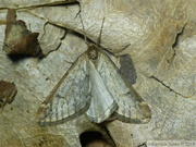 Alsophila aescularia, mâle
