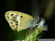 Coenonympha dorus, le Fadet des garrigues