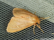 10380 Ocneria rubea