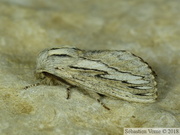 Pachypasa limosa, le Bombyx du Cyprès