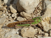 Locusta sp. (migratoria ou cinerascens)