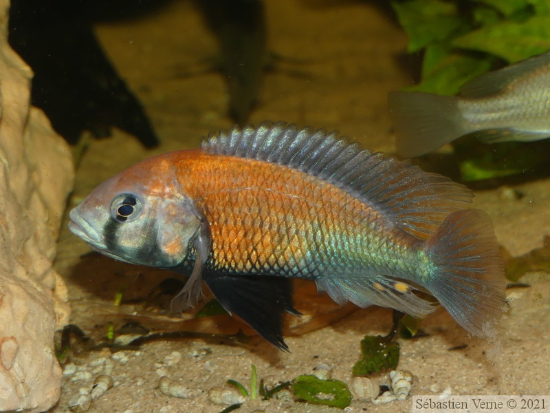 Haplochromis sp. "Hippo Point Salmon", mâle