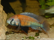Haplochromis sp. 