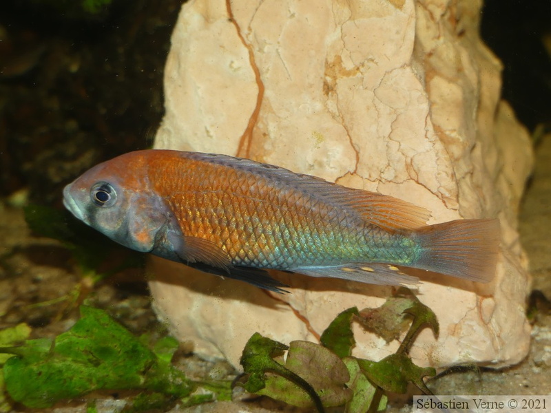 Haplochromis sp. "Hippo Point Salmon", mâle