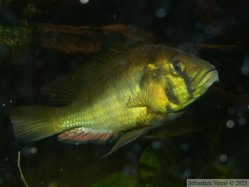 Astatoreochromis alluaudi Mwanza, mâle dominant.