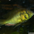 Astatoreochromis alluaudi Mwanza, mâle dominant.