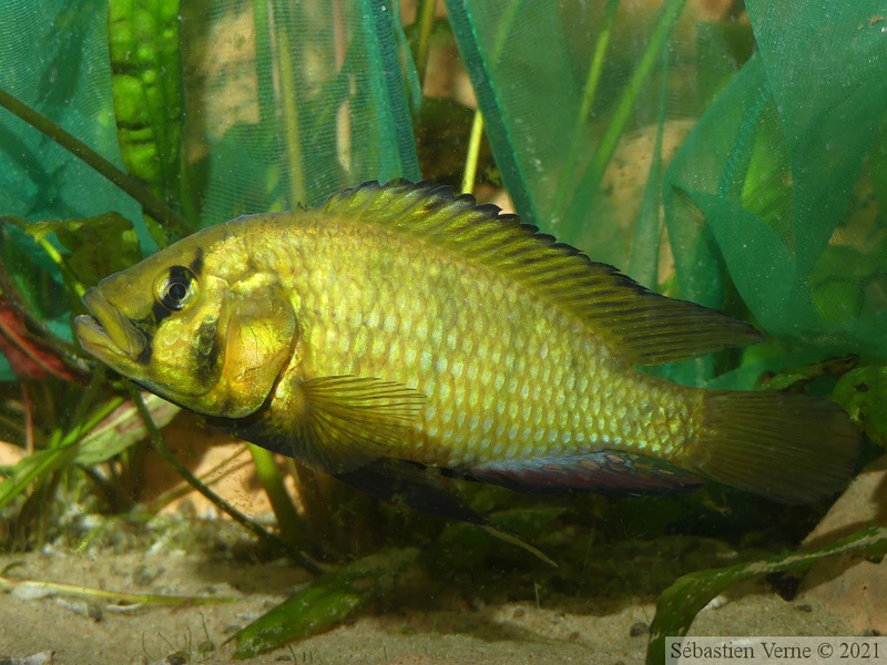 Astatoreochromis alluaudi Mwanza, mâle dominant.