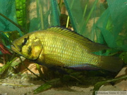 Astatoreochromis alluaudi Mwanza