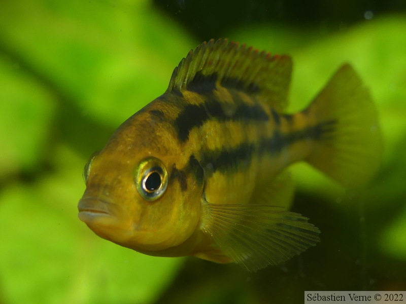 Haplochromis sauvagei 'Makobe', femelle