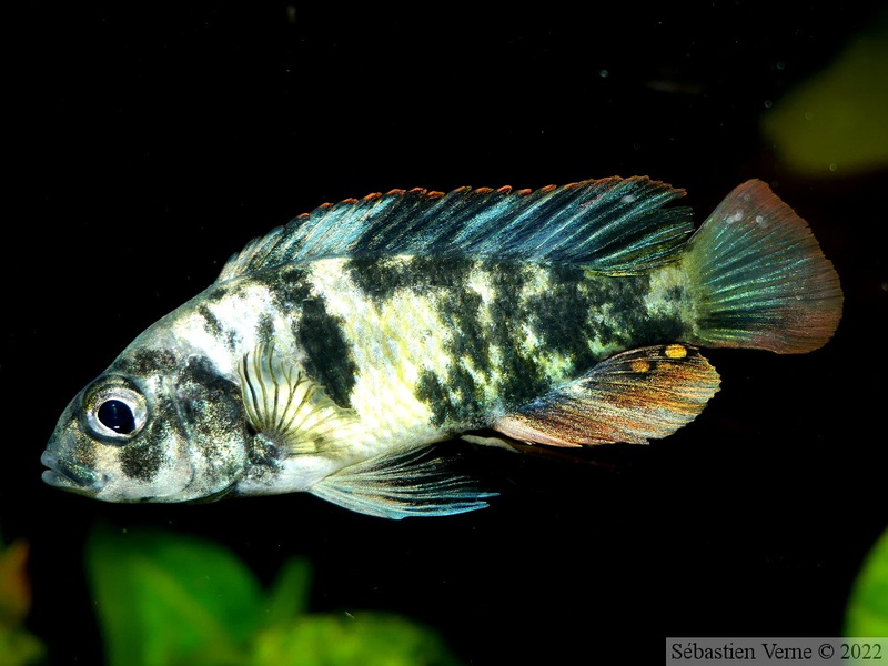 Haplochromis chromogynos 'Zue Island' mâle