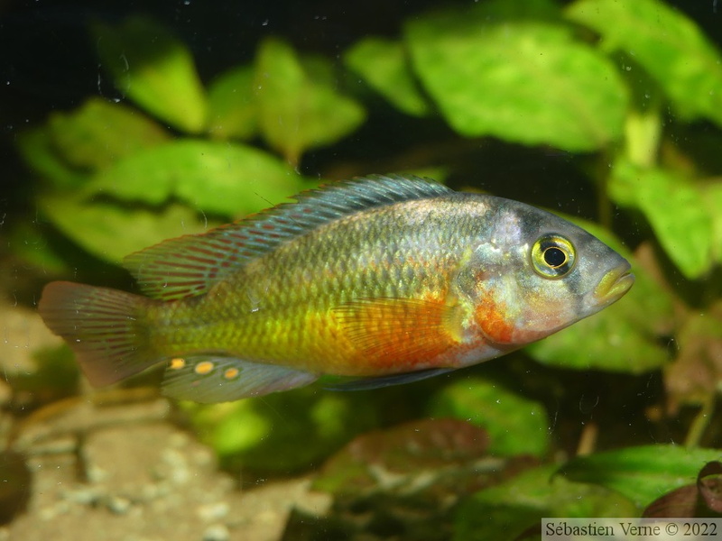 Haplochromis sauvagei 'Makobe', mâle