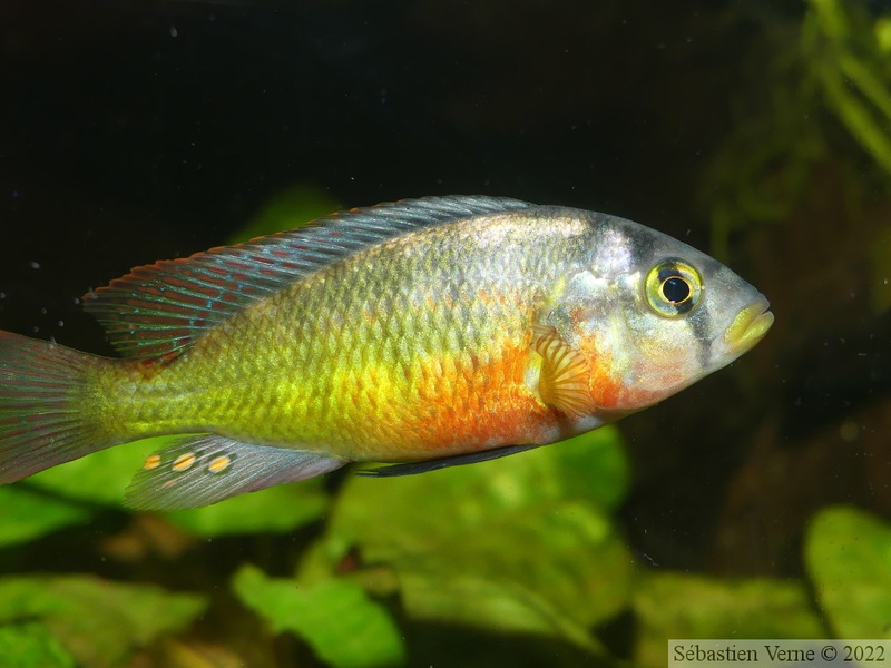 Haplochromis sauvagei 'Makobe', mâle