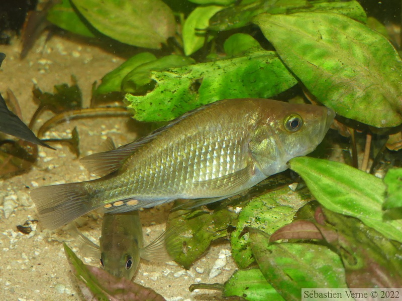 Haplochromis orthostoma, mâle dominé