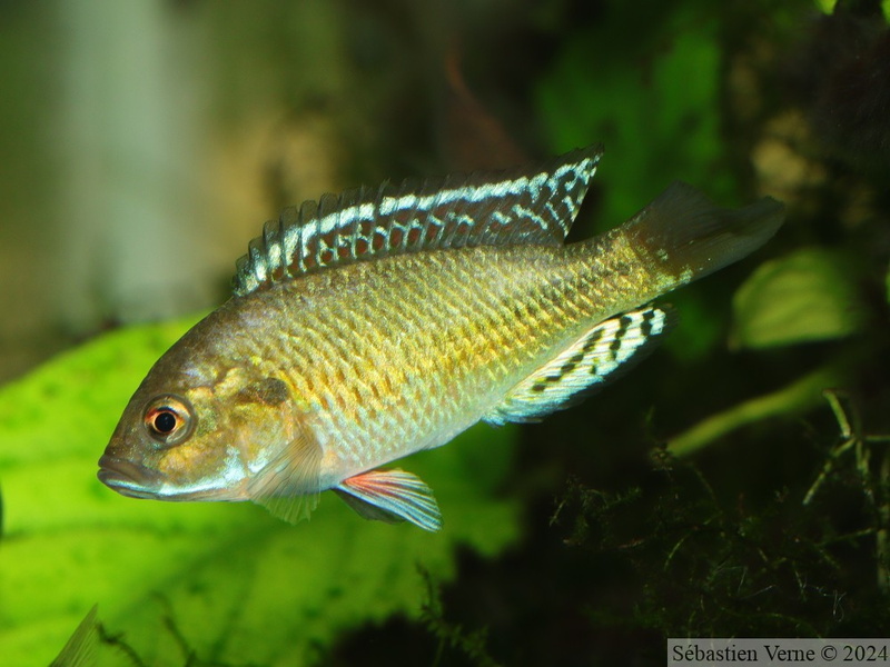 Pseudocrenilabrus sp. "Ruaha", mâle