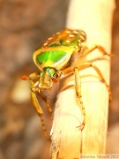 Stephanorrhina julia