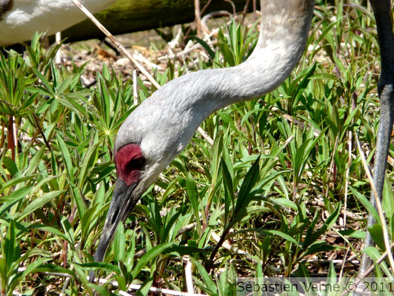 Grue du Canada - Sandhill cranes - Grus canadensis