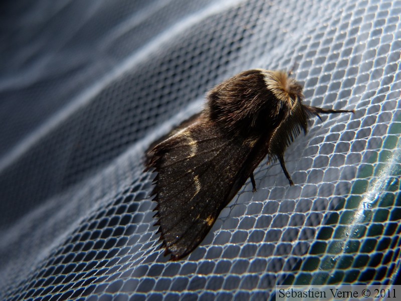 Poecilocampa populi, le bombyx du peuplier