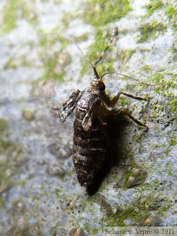 Cheimatobie hiémale (ou phalène brumeuse), Operophtera brumata, femelle